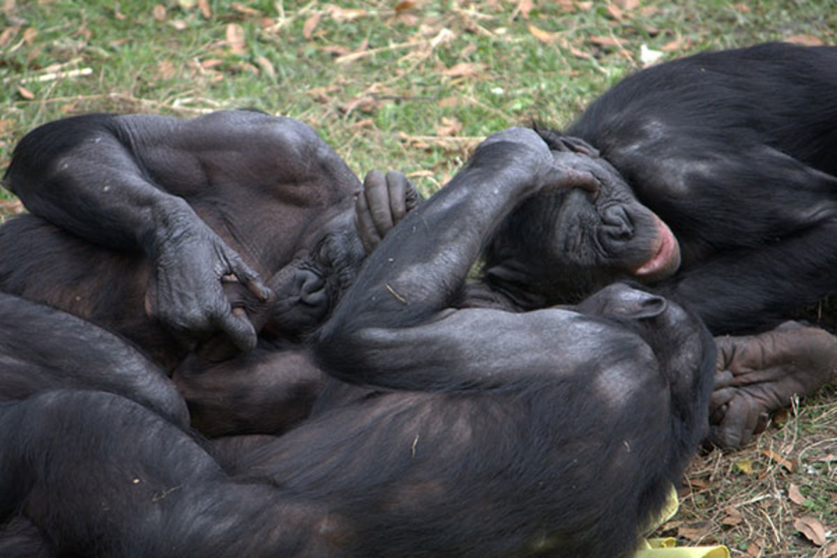 Карликовые шимпанзе бонобо спаривание