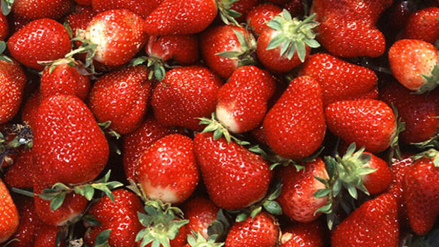 strawberries-blood