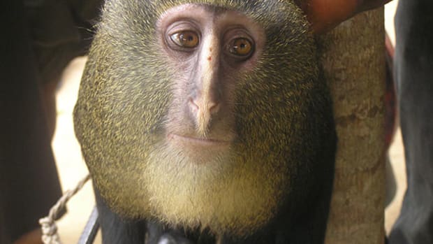 human-monkey-face
