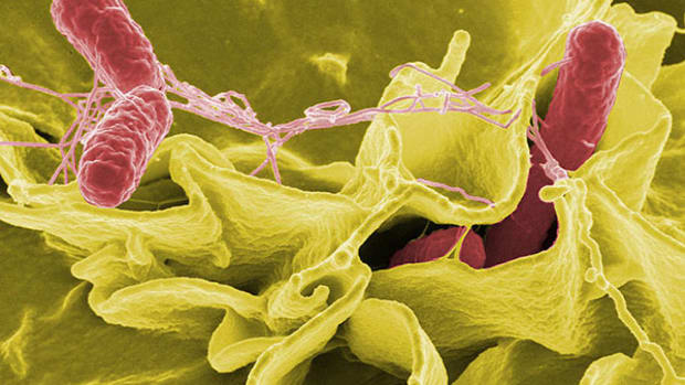 bacteria-salmonella