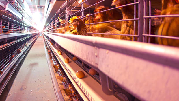 battery-cages