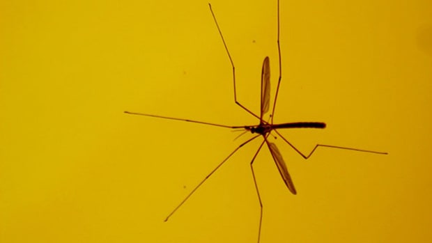 jurassic-park-mosquito