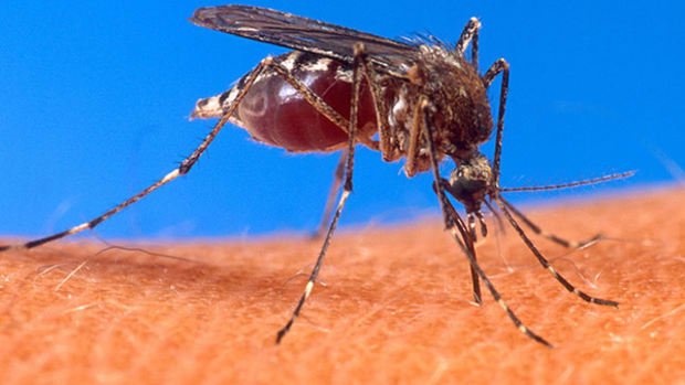 mosquito-host