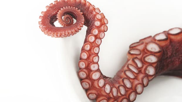 octopus-tentacles