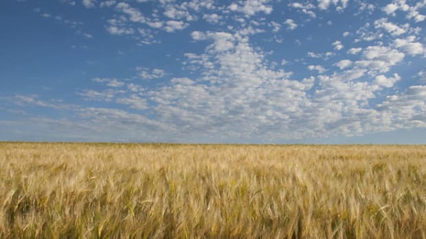 barley-field