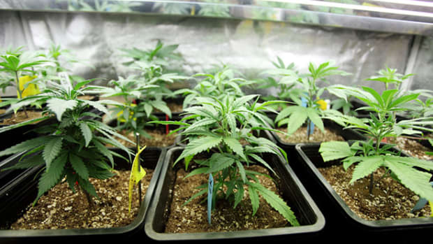 marijuana-growing-indoors-pot