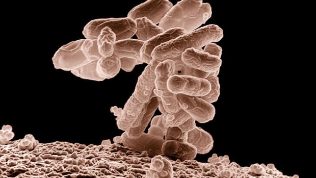 fecal-bacteria