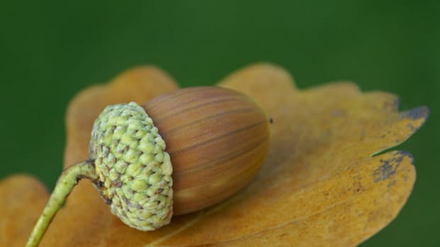 acorn-leaf