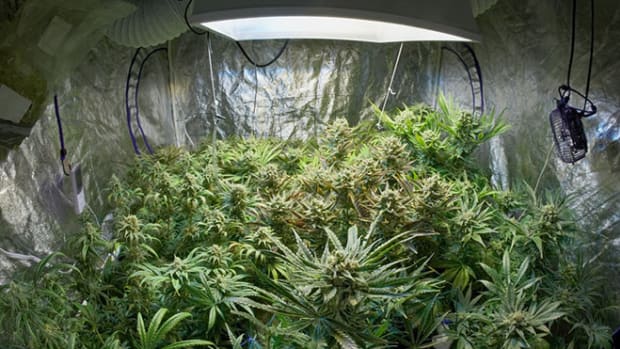 marijuana-grow