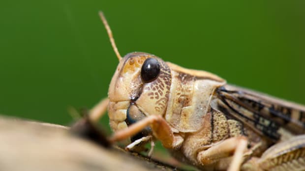 cricket-insect