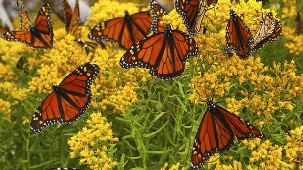 monarch-butterflies