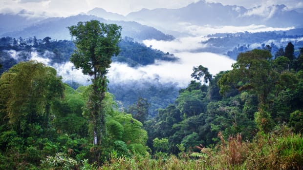 Rainforest in Ecuador.jpg