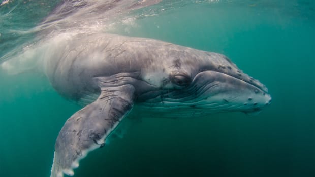 Baleen Whale.jpg