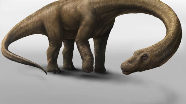 Dreadnoughtus.jpg