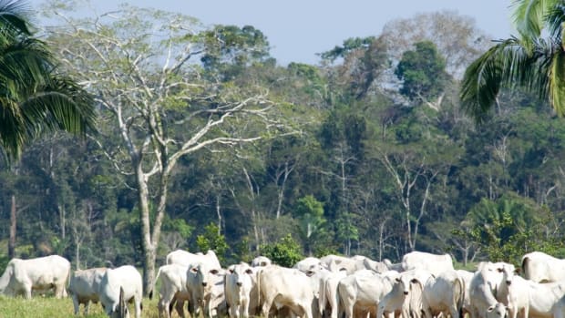 brazil-rainforest-cattle.jpg