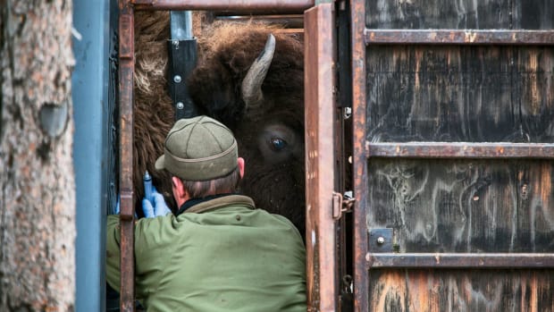 Stephens Creek, Wyoming: Yellowstone National Park biologist Doug Blanton takes a blood sample from a bison for brucellosis testing.