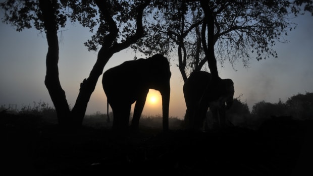 Elephants at dusk in Nepal's Chitwan National Park.
