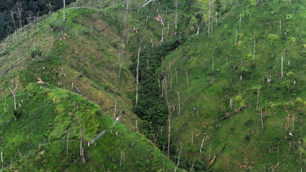 An aerial view of a deforested area in Río Plátano Biosphere Reserve, in Honduras.