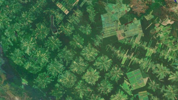 The Amazon rainforest, which saw a decrease in deforestation until recently, has seen a significant increase over the last two years, likely a result of pressures coming from land thieves and Brazilian agribusiness.