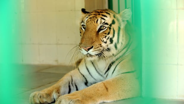 A Bengal tiger at rest.