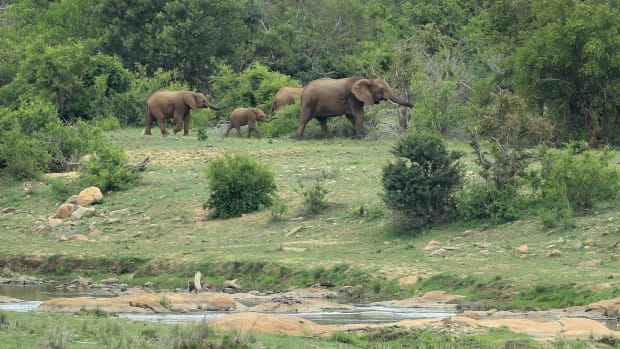 A family of elephants walk through Kruger National Park.