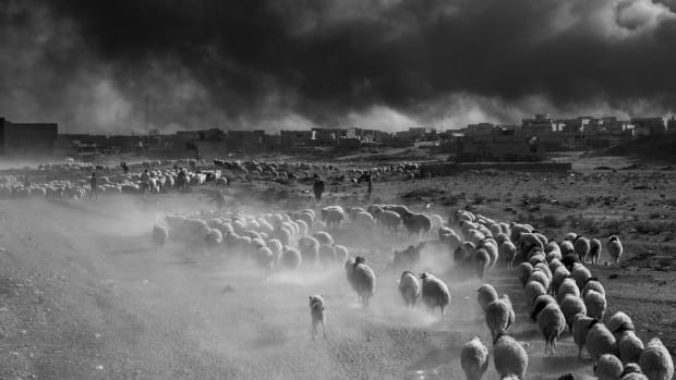Qayyarah, Iraq, 2016: Farmers flee ISIS territory with their herds of sheep.