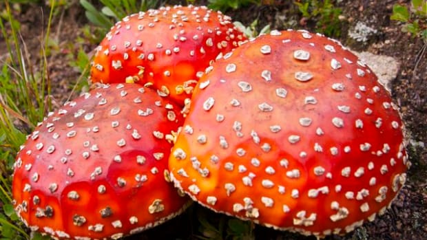 A trio of fly agarics (Amanita muscaria) growing near Loveland Pass, Colorado. These colorful mushrooms were used by native Siberian shamans for vision quests and, sliced into a bowl of milk, can also act as a fly poison, hence its name.