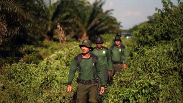 Indonesian forest rangers patrol the part of the Tripa peat swamp forest occupied by oil palm firm PT Kallista Alam in 2012.