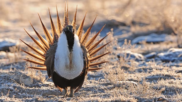The greater sage grouse.