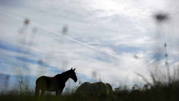 A horse grazes in a field, in Longvilliers, France.
