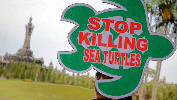 An Indonesian activist from ProFauna displays a placard that reads Stop Killing Sea Turtles during a demonstration in Denpasar on Bali island on June 19th, 2013. The activists were protesting the illegal sea turtle trade in the local market.