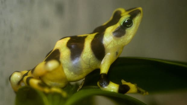 Atelopus varius a species of frog in Panama.