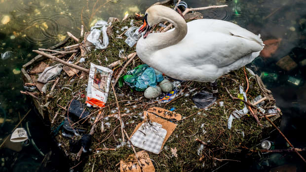 A swan sits in its nest in a lake near Queen Louise's Bridge in central Copenhagen, Denmark, on April 17th, 2018. The swan's nest is partly made out of trash from the lake and contains several eggs.
