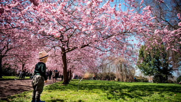 Japanese cherry trees stand in full bloom as people young and old visit the Bispebjerg Cemetery in Copenhagen, Denmark, on April 20th, 2018.