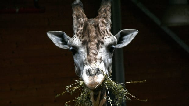 A giraffe eats on May 3rd, 2018, at the Zoom Torino zoo in Cumiana, Italy, near Turin.
