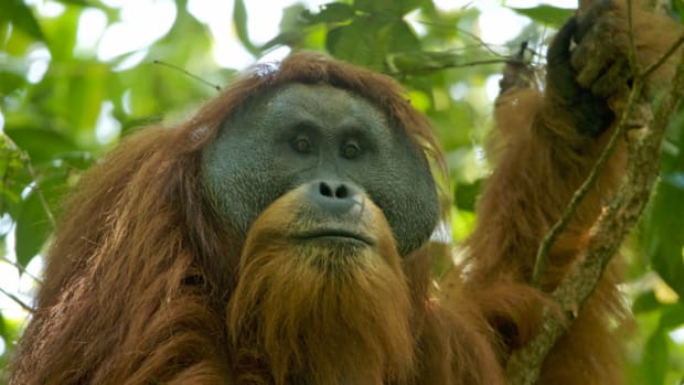 A male Tapanuli orangutan in the Batang Toru forest.