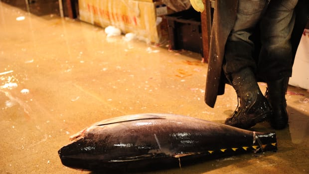 A tuna lies on the floor at New York's main wholesale fish market.