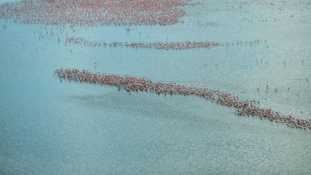 Flamingoes are seen at Lake Amboseli from a spotter plane overhead during a trial run for an aerial animal census at the Amboseli National Park on June 21st, 2018. Amboseli is among the most renowned case studies in the world for elephant population and behavioral factors with the last official count, carried out in the year 2011, yielding some 1,200 animals. Preparations are underway for an aerial census over the 392-square-kilometer park with trial runs kicking off in June.