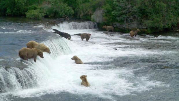 Bears gather to fish for salmon at Brooks Falls, in Katmai National Park and Preserve, in Alaska.