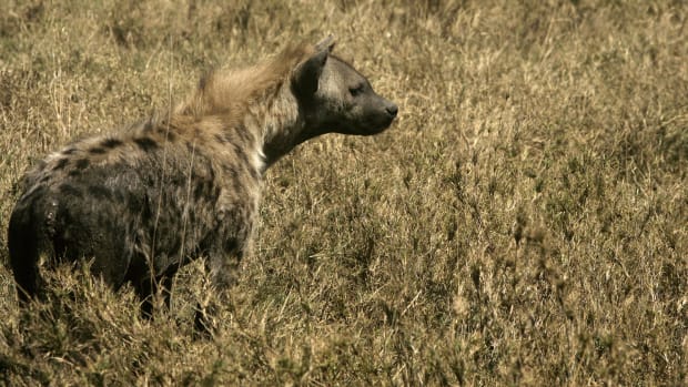 A hyena at Serengeti National Park in northern Tanzania on August 24th, 2007.