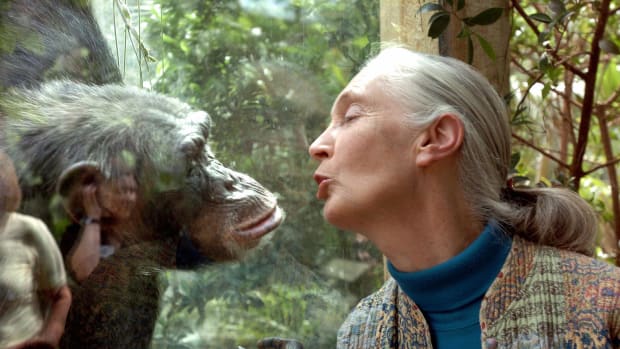 Jane Goodall communicates with Nana the chimpanzee on June 6th, 2004, at Magdeburg Zoo in Magdeburg, Germany.