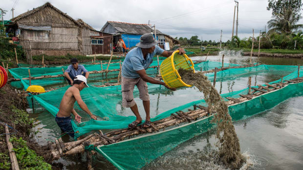 A shrimp farmer uses a plastic basket to move shrimp from one holding pen to another in a pond in the My Xuyen district in southern Vietnam.