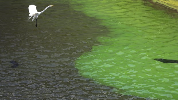 A crane flies over the green algae blooms that are seen at the Port Mayaca Lock and Dam on Lake Okeechobee on July 10th, 2018, in Port Mayaca, Florida.