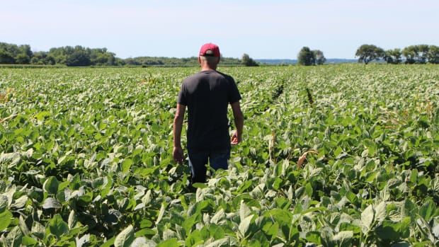 Farmer Terry Davidson walks through his soy fields on July 6th, 2018, in Harvard, Illinois.