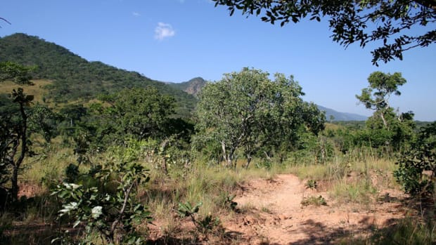 Wooded savanna in Malawi.
