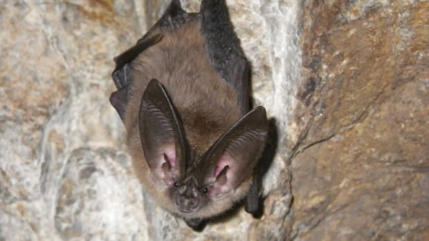 A Townsend's big-eared bat.