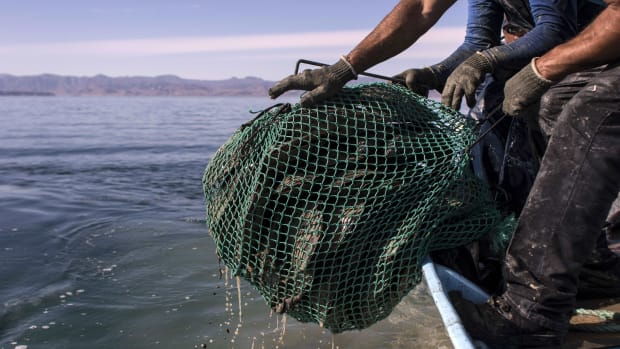 Fishermen pull up a bag of scallops.