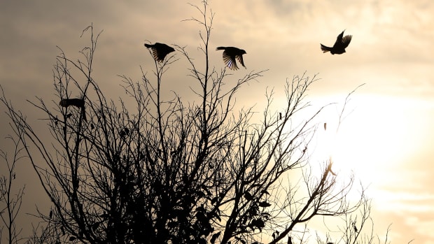 A flock of birds flies over a tree near the West Bank city of Nablus.