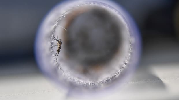 View of Aedes aegypti mosquitoes infected with a bacteria that prevents them from spreading dengue, Zika, and chikungunya.