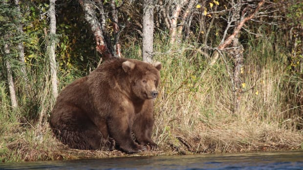 Bear 409, known as Beadnose, was crowned Fattest Bear on Tuesday after his impressive transformation went viral.